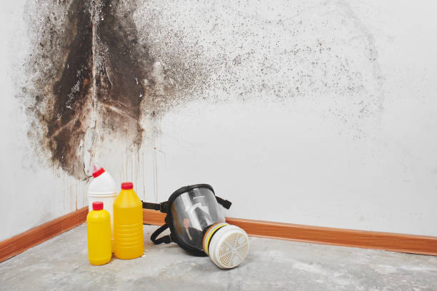 Best Bathroom Mold Remediation in Gman, IL