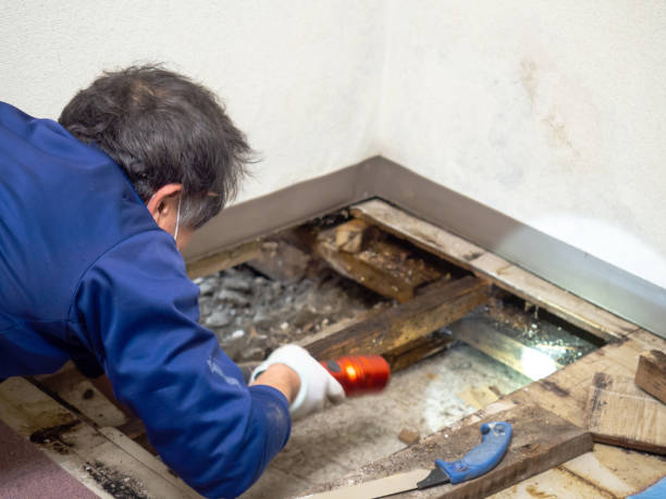 Best Health and Safety Mold Remediation in Gman, IL