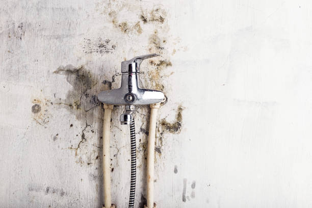 Best Mold Testing and Inspection Services in Gman, IL