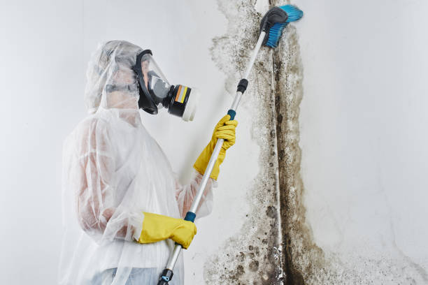 Best HVAC Mold Remediation in Gman, IL