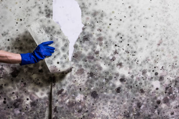 Best DIY Mold Remediation Support Services in Gman, IL