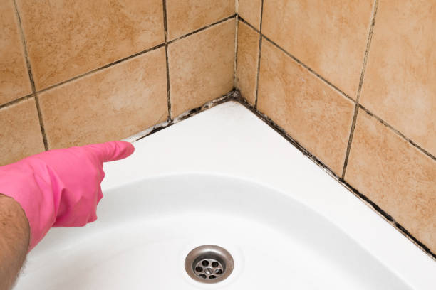 Best Residential Mold Remediation in Gman, IL